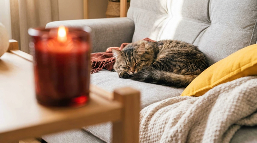 cat-and-candle