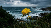 freesia-by-ocean