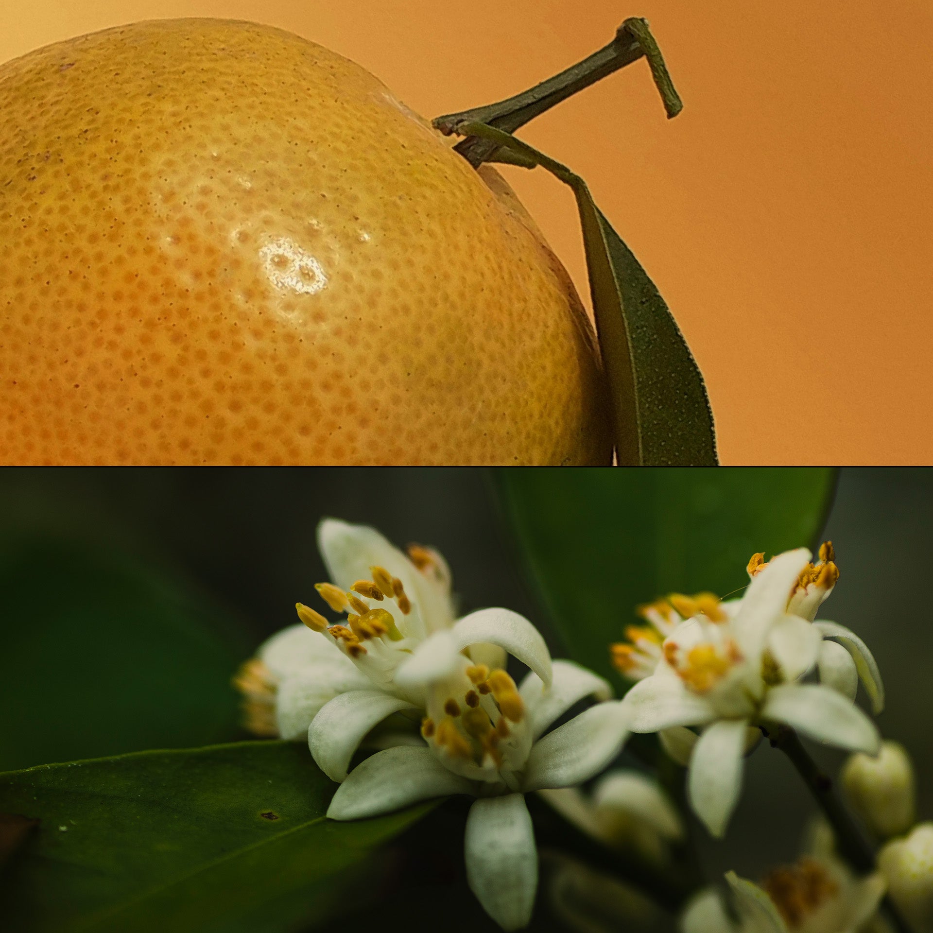 Citrus Route - Reed Diffuser