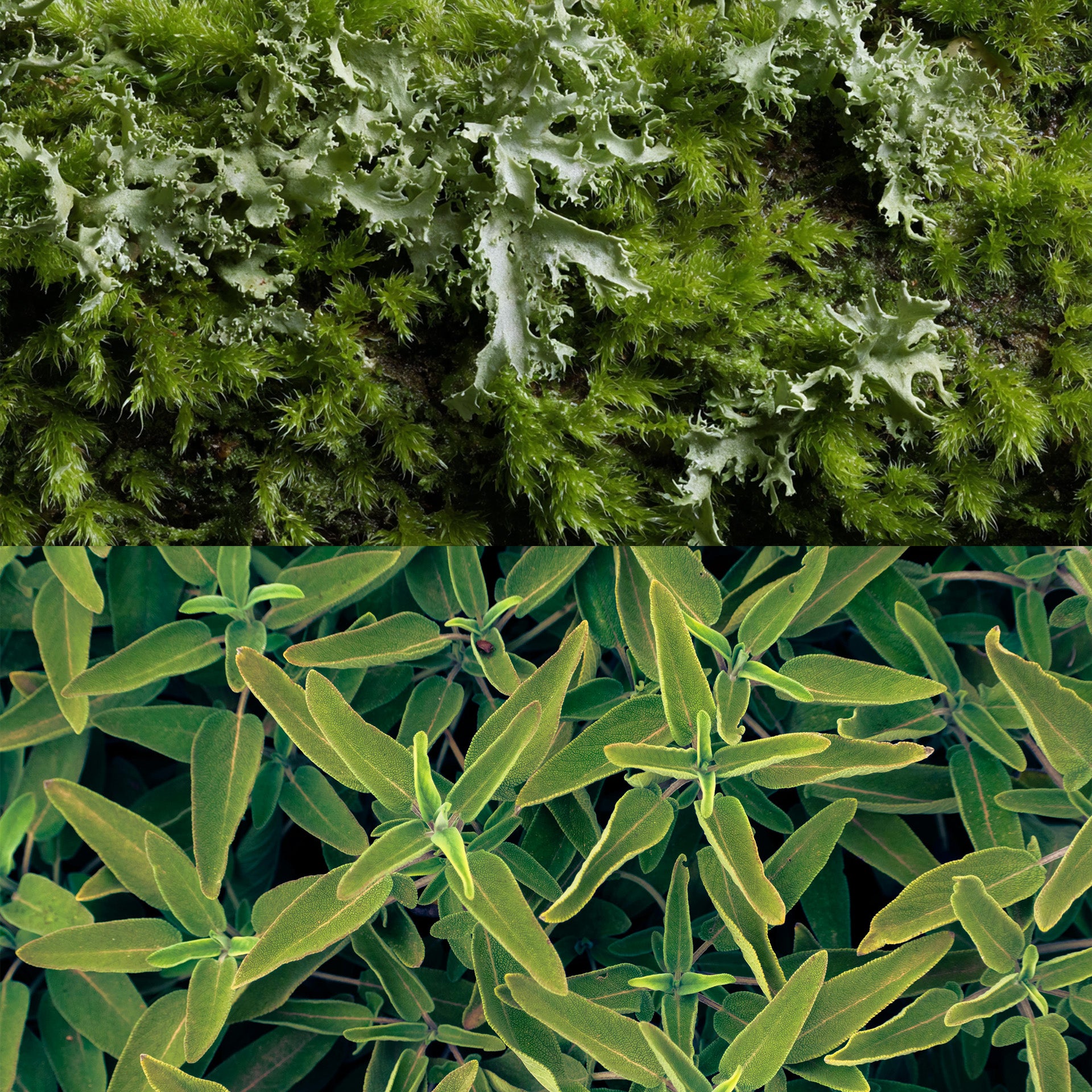 In the Clouds - Reed Diffuser