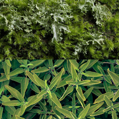 In the Clouds - Reed Diffuser